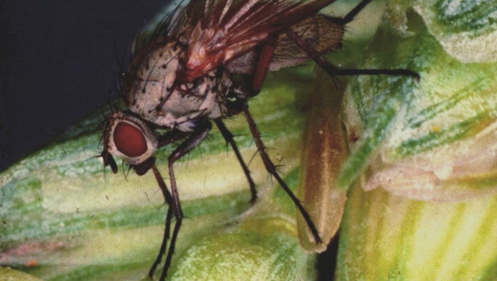 The adult wheat bulb fly feeds on fungi on cereal ears.